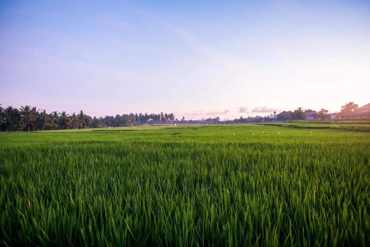 Rice View Villa - Inhale Ubud Air And Unique Vibe